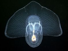 a jellyfish in the water with its head turned upside down and it's eyes open