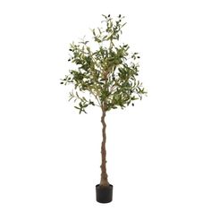 an olive tree in a pot on a white background