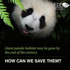 a panda bear is peeking out from behind some green leaves and the caption reads how can we save them?