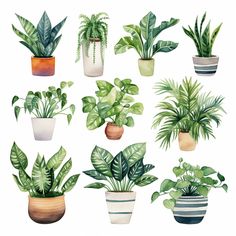 a bunch of potted plants in different shapes and sizes