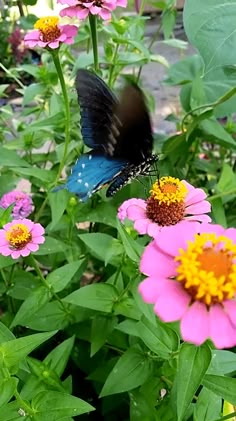 a blue and black butterfly sitting on top of pink flowers in a garden filled with green leaves