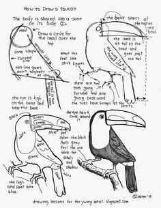 the diagram shows how to draw a toucan and other birds with their beaks