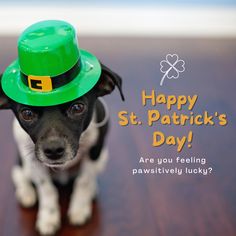 a black and white dog wearing a green st patrick's day hat with the words happy st patrick's day on it