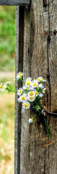 some daisies are tied to a wooden post