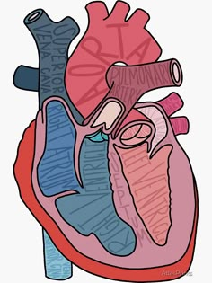 an image of a heart with blood vessels