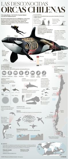 an info poster showing the different types of sharks