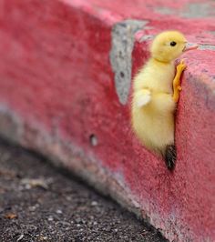 a small yellow duck is poking its head out from behind a red brick wall with a quote on it