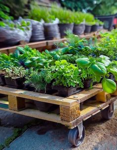 a wooden cart filled with lots of green plants