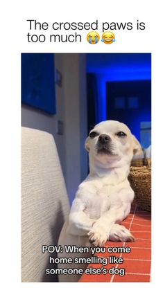 a dog sitting on top of a couch next to a basket