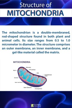 the structure of mitochondria is a double - membraned, rod shaped structure found in both plant and animal cells