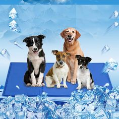 three dogs are sitting on an ice - covered surface and one is looking at the camera