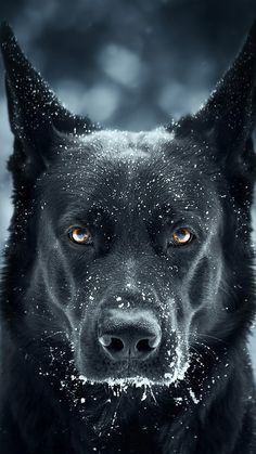 a black dog with yellow eyes and snow on his face is looking at the camera