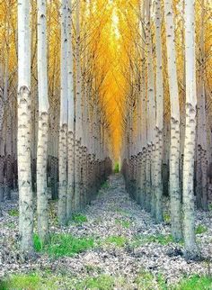 an image of trees that are in the middle of a forest with yellow leaves on them