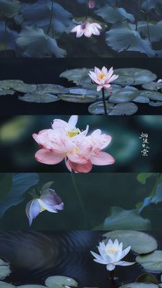 three pictures of water lilies and lily pads in different stages of being blooming