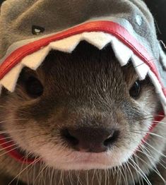 a close up of a small animal wearing a hat with an alligator's teeth on it