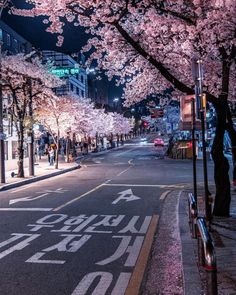 the street is lined with cherry blossom trees