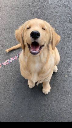 a dog sitting on the ground with its mouth open