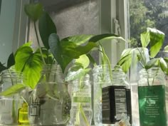 several jars with plants in them sitting on a window sill