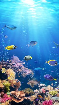 an underwater scene with many different types of fish and corals on the bottom half of the water