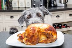 a dog is looking at a roasted turkey on a white plate in front of him