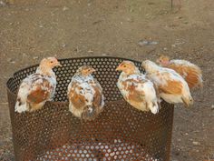 four brown and white birds sitting on top of a metal trash can in the dirt