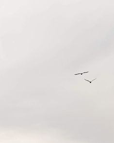 two birds flying in the sky on a cloudy day