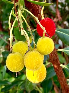 three yellow flowers hanging from a tree with green leaves and brown branches in the background