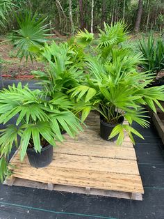 several potted plants sitting on top of a wooden platform