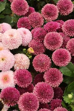 pink and white flowers with green leaves in the background