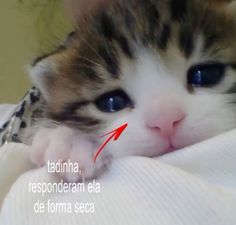 a close up of a cat laying on top of a person's arm with the caption in spanish