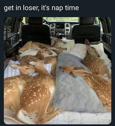 several deers are sleeping in the back of a truck with blankets on it's bed