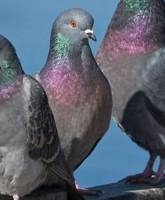 three pigeons sitting on top of a wooden post