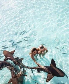 two people swimming in the ocean with sharks