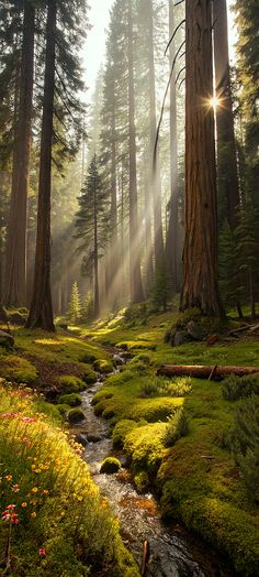 the sun shines through the trees and onto a mossy stream in a forest