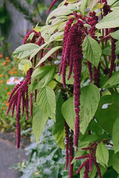 purple flowers growing on the side of a building next to green leaves and orange flowers