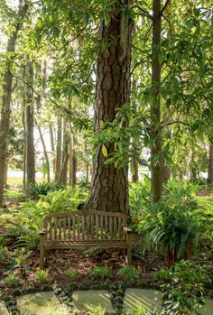 a wooden bench sitting next to a tree in the middle of a lush green forest