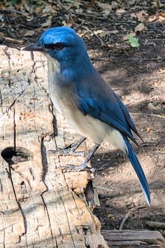 Bright blue and white Mexican Jay bird standing on a wooden bench in Big Bend National Park in fall. National Park Road Trip Itinerary, Camping Texas, State Bucket List, Texas Wildlife, Big Bend National Park Texas, Texas Bucket List, Texas Vacation, Travel Texas, Texas Vacations