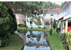 a small pond in the middle of a lawn with trees and bushes around it, surrounded by buildings