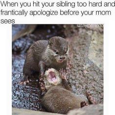 two otters sitting on top of each other with their mouths open and the caption says, when you hit your sibling too