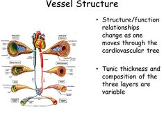 the structure of an organ and its structures in which it is attached to each other