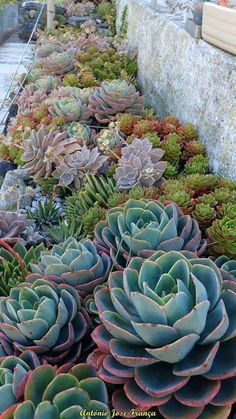 many different types of succulents growing on the side of a stone wall