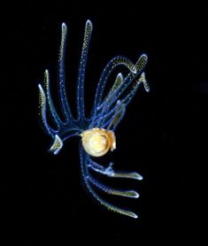 a blue and yellow jellyfish swimming in the dark water with its head turned to the side