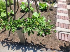 there is a garden with green plants growing in the ground and on the side walk