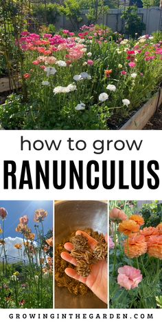 how to grow ranunculas in the garden with text overlay that reads, how to grow ranunculas