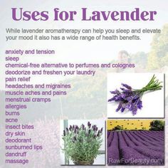 Uses of lavender Uses For Lavender, Lavender Uses, Lavender Benefits, Lavender Aromatherapy, Lavender Plant, Healing Herbs, E Card, Lavender Flowers, Essential Oils Aromatherapy