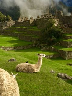 two llamas sitting on the grass in front of ruins