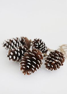 some pine cones are sitting on a white surface