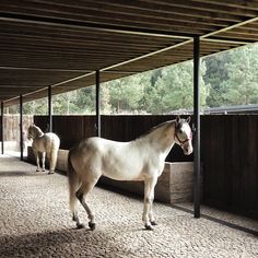 two white horses standing in an enclosed area next to each other on stone flooring