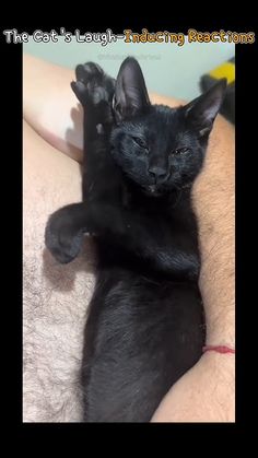 a black cat laying on top of someone's arm with it's paw in the air