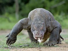 an animal that is standing on the ground with a stick in it's mouth